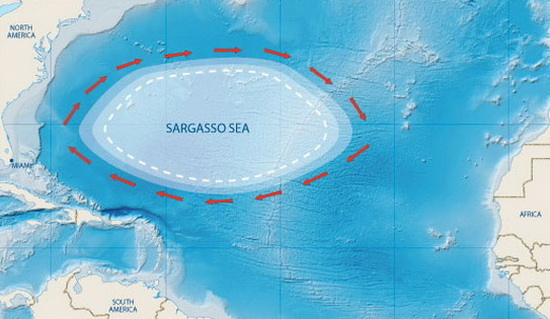 Sargasso – Biển không bờ